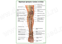 Крупные артерии голени и стопы плакат матовый/ламинированный А1/А2