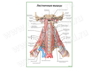 Лестничные мышцы плакат матовый/ламинированный А1/А2