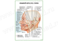 Лицевой нерв (VII) Схема плакат матовый/ламинированный А1/А2