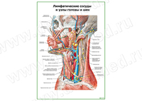 Лимфатические узлы и сосуды головы и шеи плакат матовый/ламинированный А1/А2