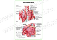 Мышцы плеча плакат матовый/ламинированный А1/А2