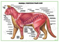 Мышцы кошки, поверхностный слой плакат матовый/ламинированный А1/А2