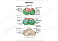Мозжечок плакат матовый/ламинированный А1/А2