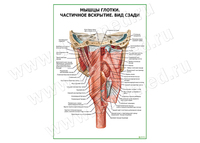 Мышцы глотки. Частичное вскрытие плакат матовый/ламинированный А1/А2