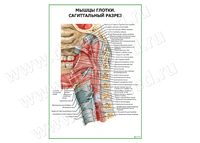 Мышцы глотки. Сагиттальный разрез плакат матовый/ламинированный А1/А2