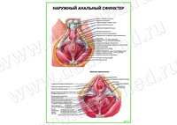 Наружный анальный сфинктер плакат матовый/ламинированный А1/А2