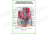 Нервы брюшной полости и мужских половых органов плакат матовый/ламинированный А1/А2