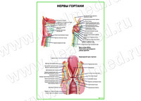 Нервы гортани плакат матовый/ламинированный А1/А2
