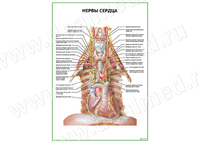 Нервы сердца плакат матовый/ламинированный А1/А2