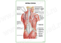 Нервы спины плакат матовый/ламинированный А1/А2