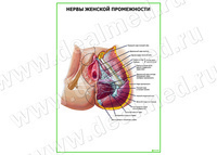 Нервы женской промежности плакат матовый/ламинированный А1/А2