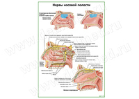 Нервы носовой полости (без носовой перегородки) плакат матовый/ламинированный А1/А2