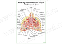Носовые и верхнечелюстные синусы плакат матовый/ламинированный А1/А2