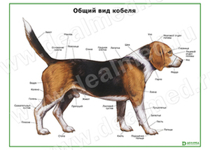 Общий вид собаки (кобель), плакат матовый/ламинированный А1/А2