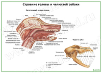 Орган головы и шеи, плакат матовый/ламинированный А1/А2