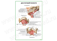 Дно ротовой полости плакат матовый/ламинированный А1/А2