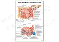 Язык. Сосуды, расположение, плакат матовый/ламинированный A1/A2