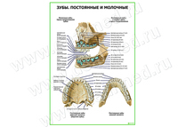 Зубы постоянные и молочные плакат матовый/ламинированный А1/А2