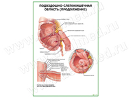 Подвздошно-слепокишечная область, продолжение, плакат матовый/ламинированный А1/А2