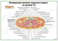 Поперечное сечение грудного отдела на уровне Т3 плакат матовый/ламинированный А1/А2