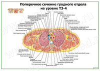 Поперечное сечение грудного отдела на уровне Т3-4 плакат матовый/ламинированный А1/А2