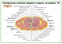 Поперечное сечение грудного отдела на уровне Т4 плакат матовый/ламинированный А1/А2