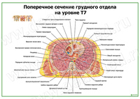 Поперечное сечение грудного отдела на уровне Т7 плакат матовый/ламинированный А1/А2