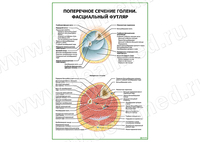 Поперечное сечение голени. Фасциальный футляр плакат матовый/ламинированный А1/А2