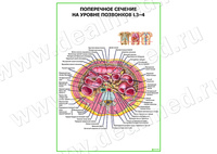 Поперечное сечение на уровне L 3-4 плакат матовый/ламинированный А1/А2