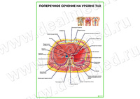 Поперечное сечение на уровне Т10 плакат матовый/ламинированный А1/А2