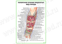 Поперечное сечение предплечья. Вид спереди плакат матовый/ламинированный А1/А2