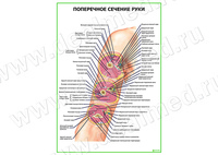Поперечное сечение руки плакат матовый/ламинированный А1/А2