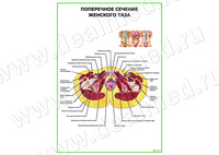 Поперечное сечение женского таза плакат матовый/ламинированный А1/А2