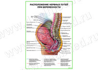 Расположение нервных путей при беременности плакат матовый/ламинированный А1/А2