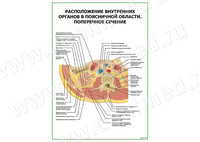 Расположение внутренних органов в поясничной области. Поперечное сечение плакат матовый/ламинированный А1/А2