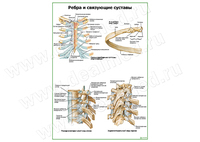 Ребра и связующие суставы плакат матовый/ламинированный А1/А2