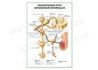 Рефлекторные пути автономной иннервации плакат матовый/ламинированный А1/А2