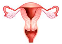 Репродуктивная (половая) система