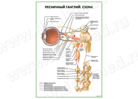 Ресничный ганглий. Схема плакат матовый/ламинированный А1/А2