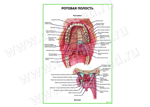Ротовая полость плакат матовый/ламинированный А1/А2