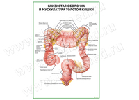 Слизистая и мускулатура толстой кишки плакат матовый/ламинированный А1/А2