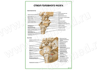 Ствол головного мозга плакат матовый/ламинированный А1/А2