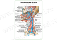 Вены головы и шеи плакат матовый/ламинированный А1/А2
