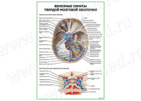 Венозные синусы твердой мозговой оболочки плакат матовый/ламинированный А1/А2