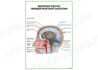 Венозные синусы твердой мозговой оболочки плакат матовый/ламинированный А1/А2