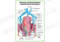 Венозное кровоснабжение прямой кишки женщины плакат матовый/ламинированный А1/А2