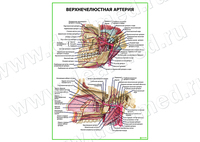 Верхнечелюстная артерия плакат матовый/ламинированный А1/А2
